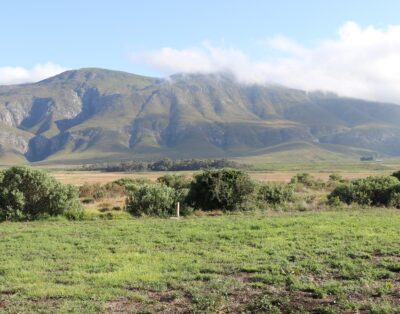 Rivers End Farm Stanford – quinea fowl