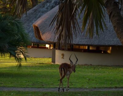 Bonamanzi Game Reserve [ Nyala Lodge]